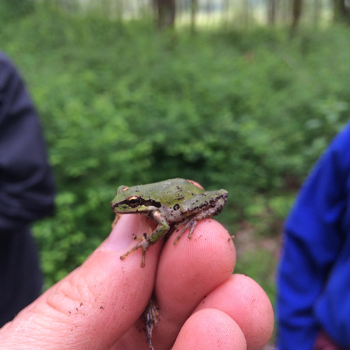 Pacific-tree-frog-photo-credit-to-Sandy-River-Basin-Watershed-Council-500x500