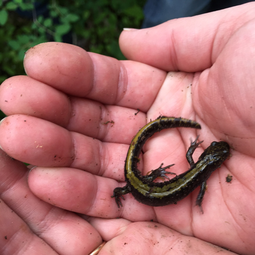 sandy-river-basin-watershed-council-long-toed-salamander-2-500x500