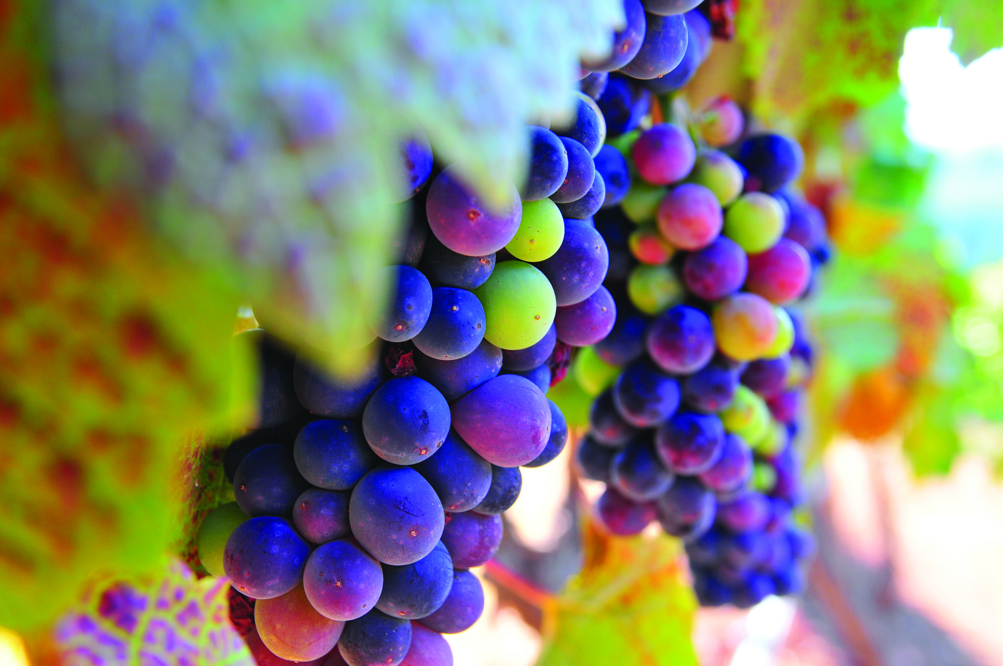 Wine Grapes_Adam Lapierre